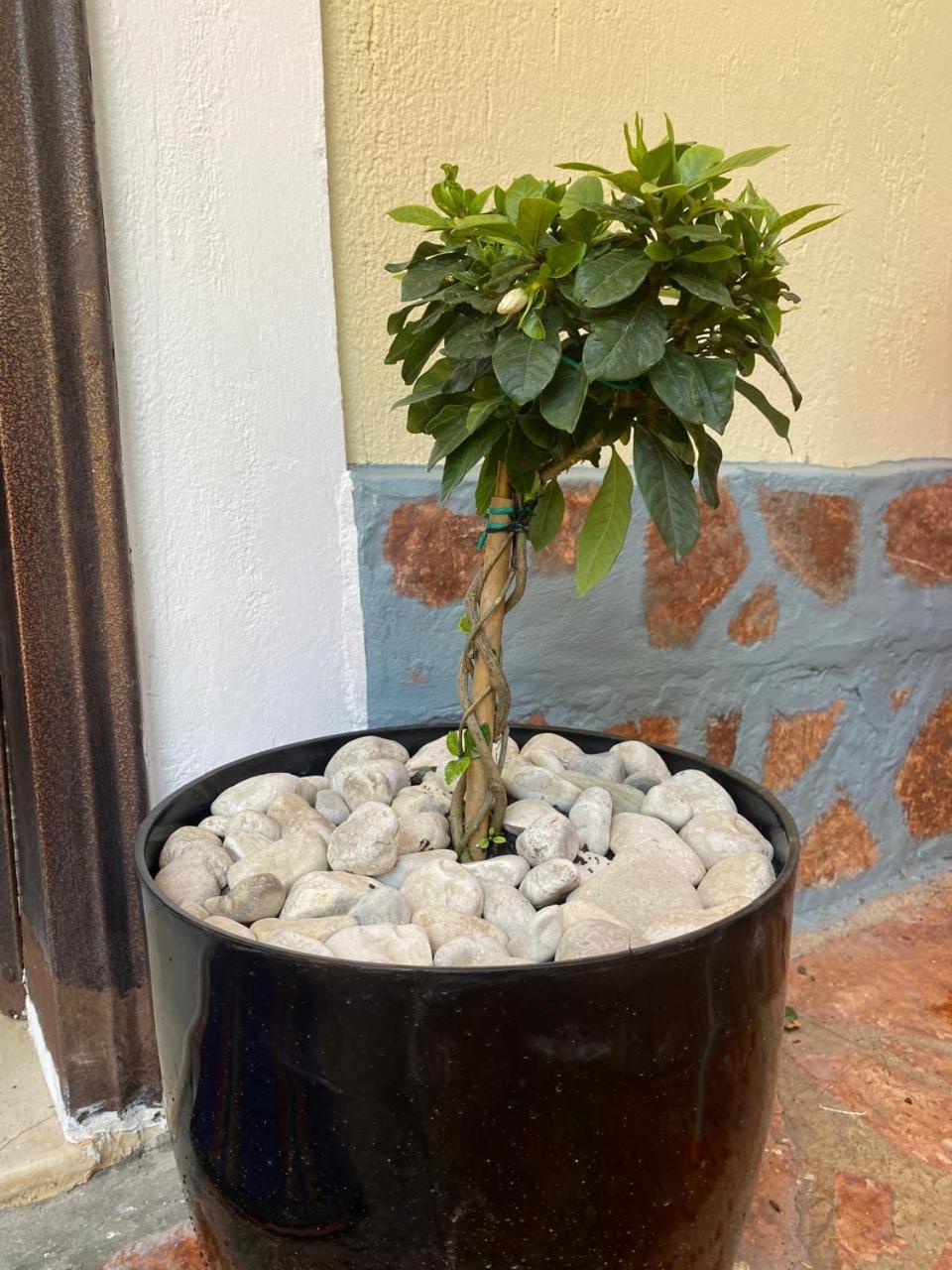 Olive Tree Apartment Σαράντα Εξωτερικό φωτογραφία