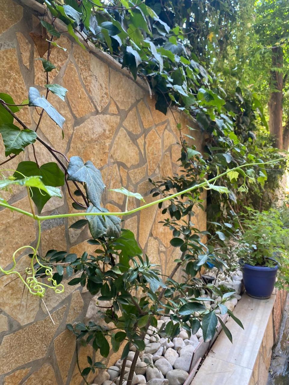 Olive Tree Apartment Σαράντα Εξωτερικό φωτογραφία